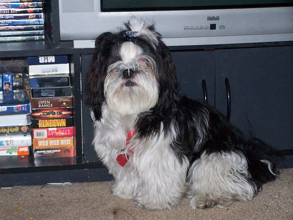 mi perro nicky