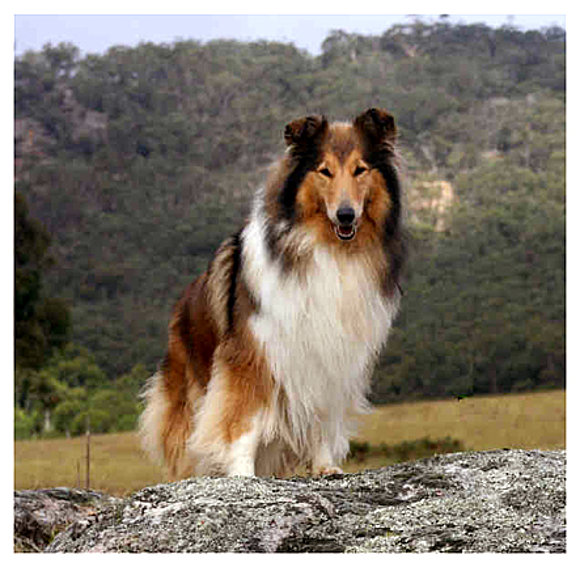 collie