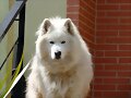 mirar que bonito el perro del vecino