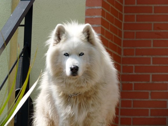 mirar que bonito el perro del vecino