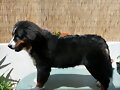 intentondo ense&ntilde;arle la pose...jajajajaja