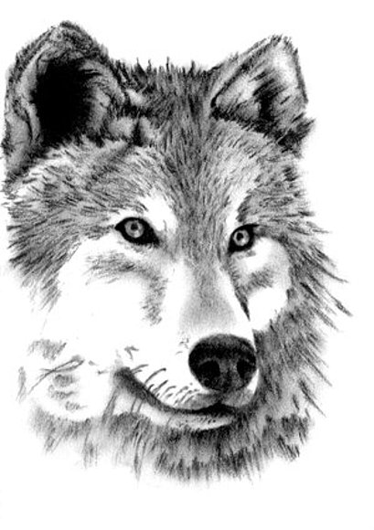 Lobo