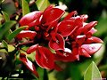 Leyenda de Anah&iacute;... Flor del Ceibo
