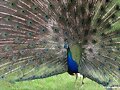 PAVO REAL