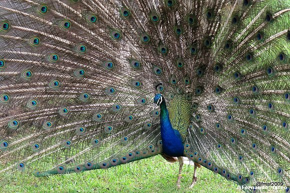 PAVO REAL