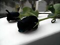 ROSAS NEGRAS.