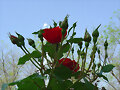 UN ROSAL