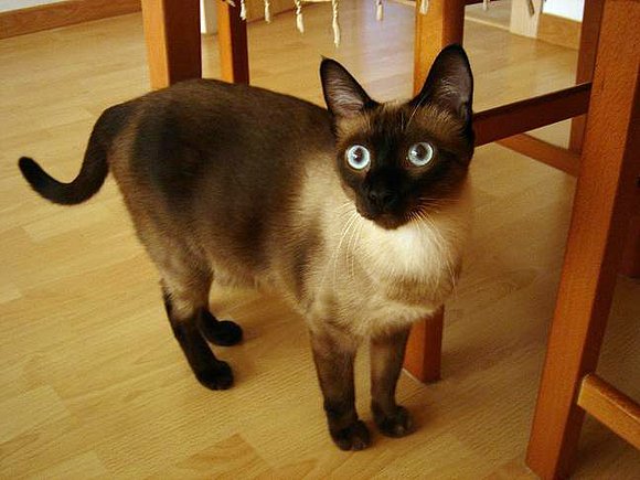 A UN GATO