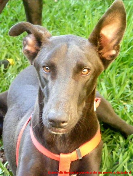 UN PERRO ESPECIAL PARA UNA PERSONA ESPECIAL.