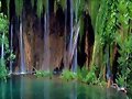 Bosque de laurisilva