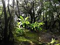 Bosque de laurisilva