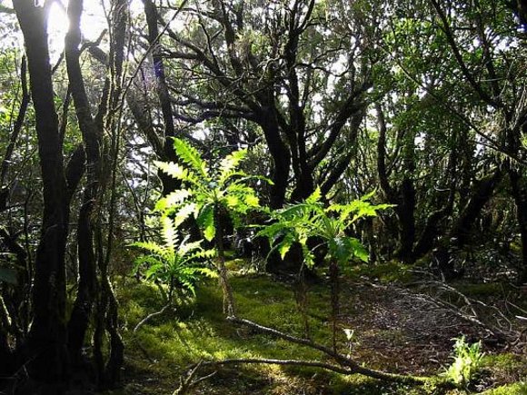 Bosque de laurisilva