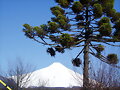 Volc&aacute;n Villarrica con una araucaria, Puc&oacute;n, Chile
