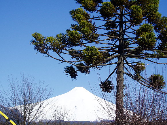 Volcán Villarrica con una araucaria, Pucón, Chile