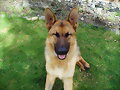 Drako, mi pastor alem&aacute;n, 10 meses