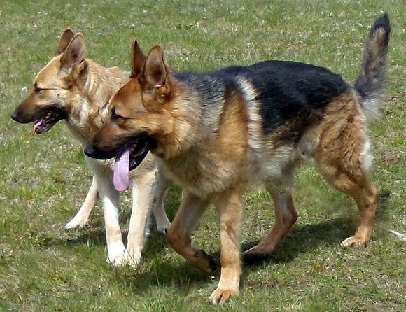 Drako y Ámbar, hiistoria de un amor