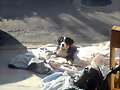Zeus y su nueva casa,...