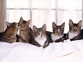 gatitos