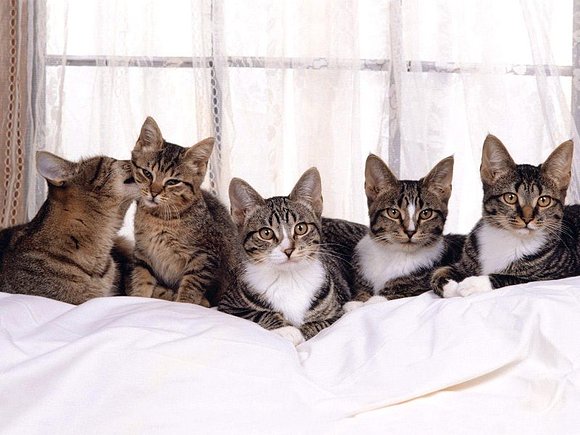 gatitos
