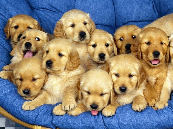 perritos