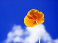 LA FLOR Y LA NUBE
