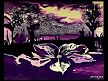 Flor de la Noche