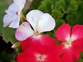 Geranio Zonal compacto o Dwarf