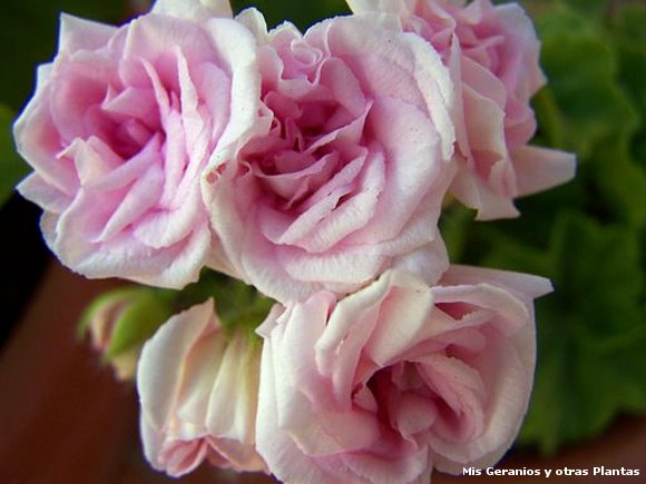 Geranio tipo Rosa o Rosebud