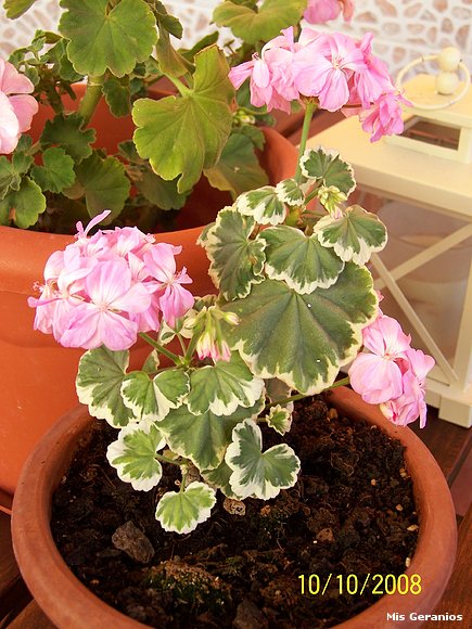 Geranio hoja variegada