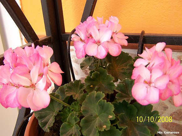 Geranio zonal