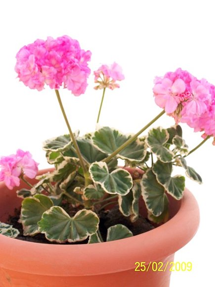 Geranio variegado