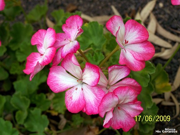 Zonal "Nancy"