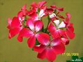 Zonal