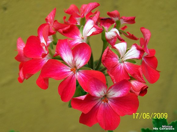 Zonal