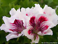 Geranio Regal &quot;Fringed Aztec&quot;