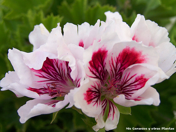 Geranio Regal "Fringed Aztec"