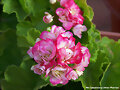 Geranio Rosebud o tipo &quot;Rosa&quot;