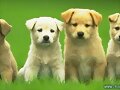 perritos sonrientes