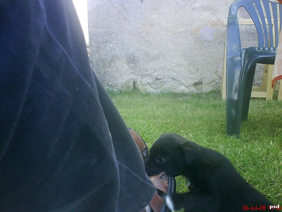 "PANCHO"