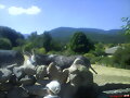 Mirando los asnos