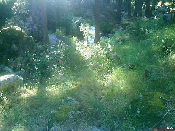 AMANECER ENTRE PINOS