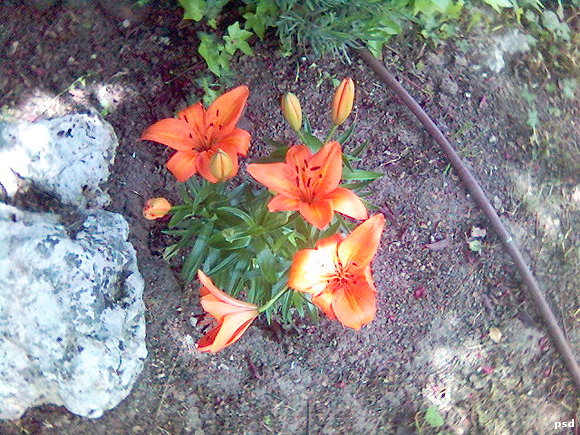 Vara de San José