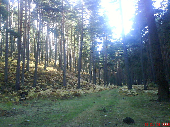 Pinar de Navafría