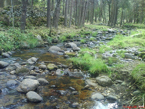 Estiada