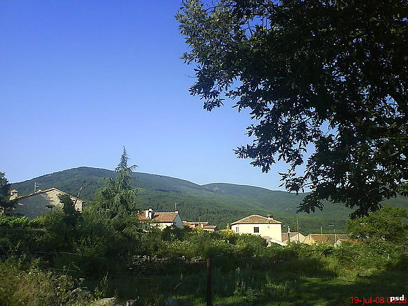 Roble y abeto