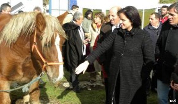 Feria de Ganado