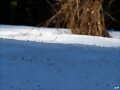 Lleg&oacute; la nieve