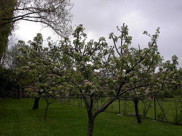 MANZANOS EN FLOR
