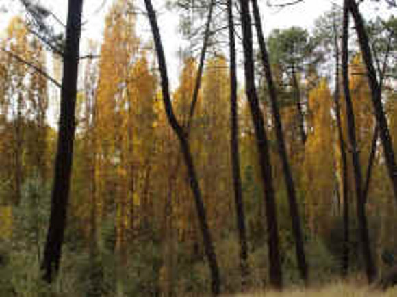 OTOÑO JUNTO AL CEGA