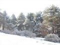 BOSQUE NEVADO